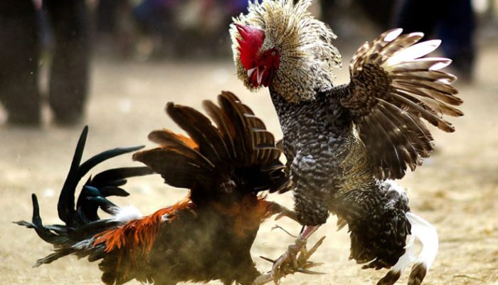 Đá Gà Trực Tiếp C1 Là Gì?